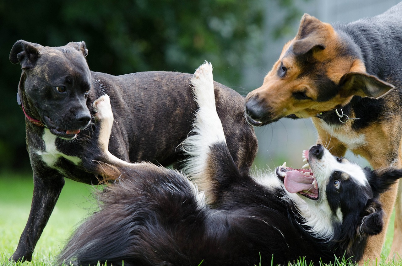 The Energetic Spirit of Border Collies